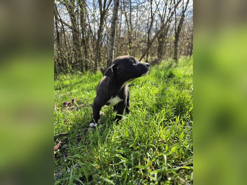 Ais - junger Entdecker sucht sein Für-Immer-Zuhause