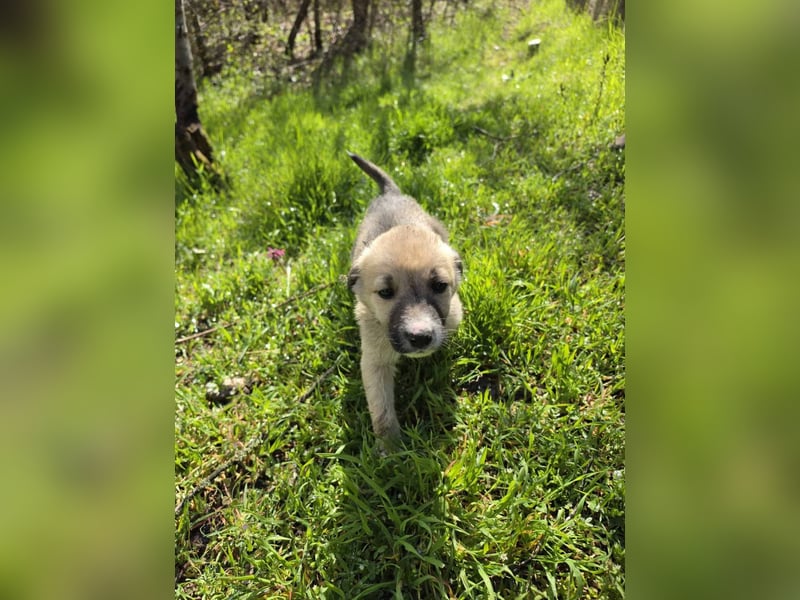 Atlas - junger Herzenshund sucht sein Zuhause