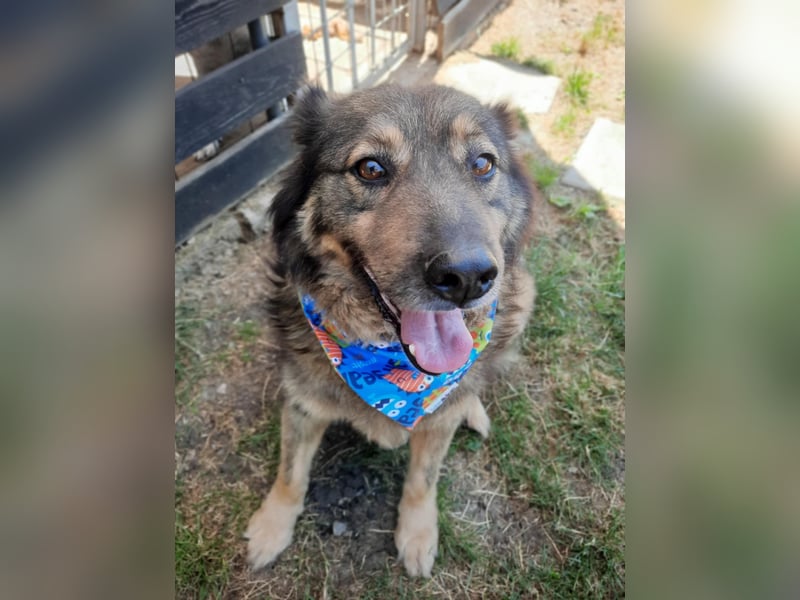 Reks - wartet seit 4 Jahren