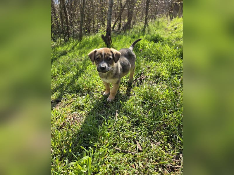 Maya - junge Hündin sucht ihr Zuhause