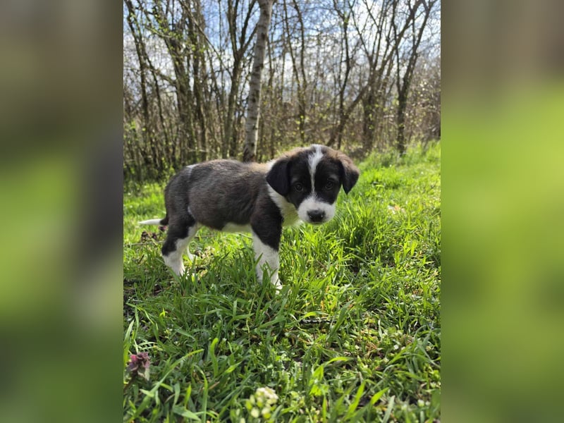 Max - junger Entdecker sucht sein Zuhause