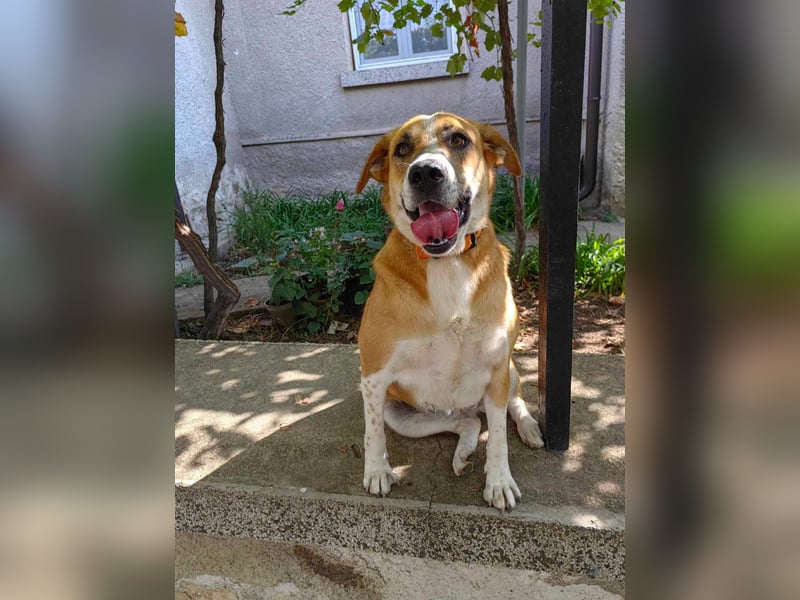 Bheja - seit 3 Jahren wartet sie auf ihre Familie :(