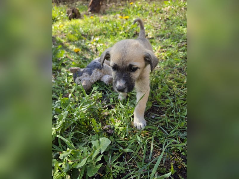 Bella - junge Hündin sucht ihr Für-Immer-Zuhause