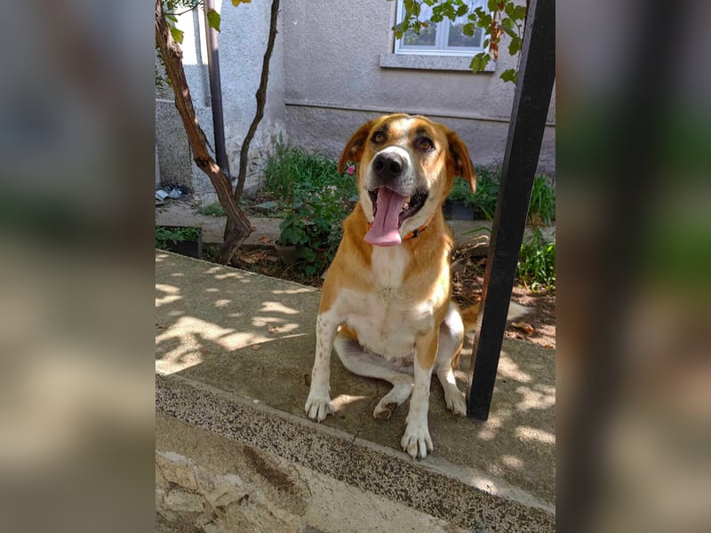 Bheja - seit 3 Jahren wartet sie auf ihre Familie :(