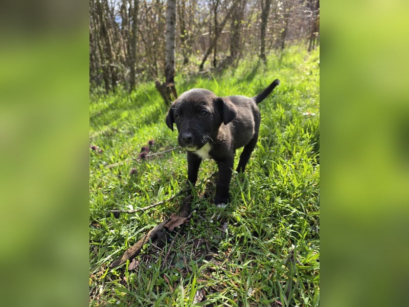 Olimp junger Hund sucht seine Familie