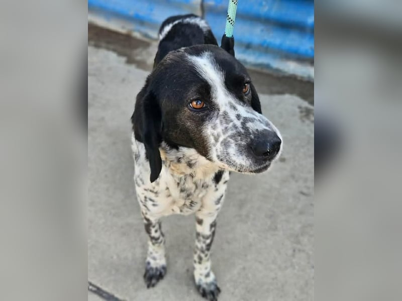 Samara - fast verhungert sucht endlich ihre Menschen