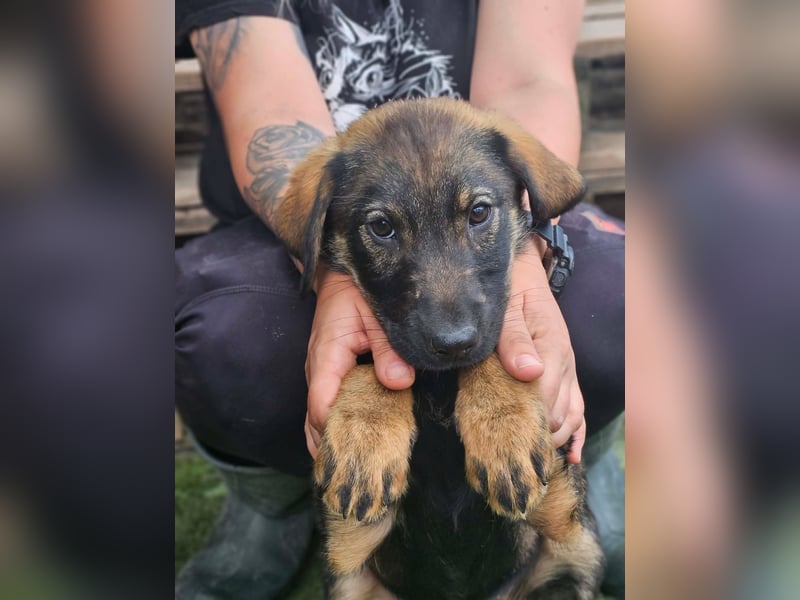 Diana - kleine Zaubermaus sucht ihre Familie