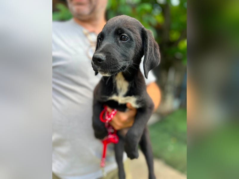Dana - kleines Hundekind sucht Menschen fürs Leben