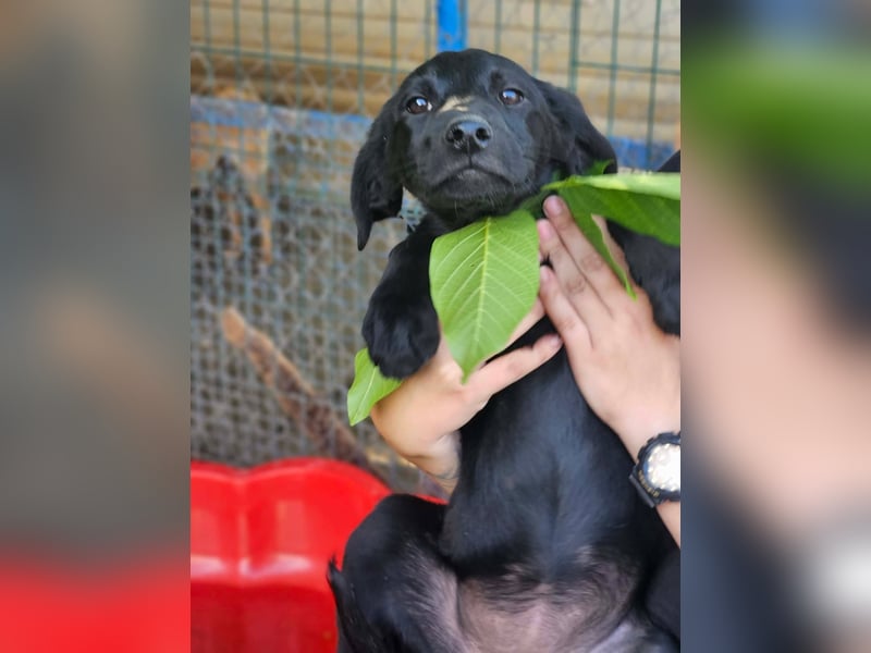 Dorelia - kleine Herzenshündin sucht ihren Platz