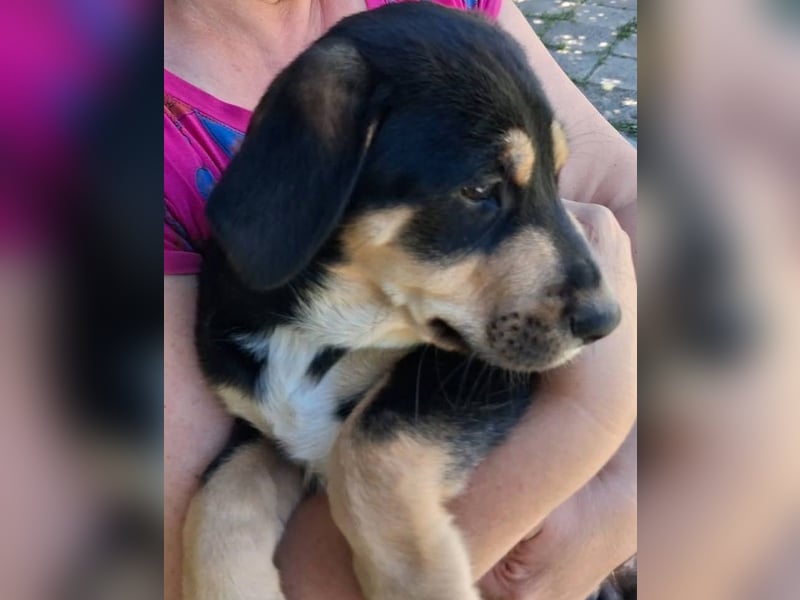 Rambi sucht ihre Familie