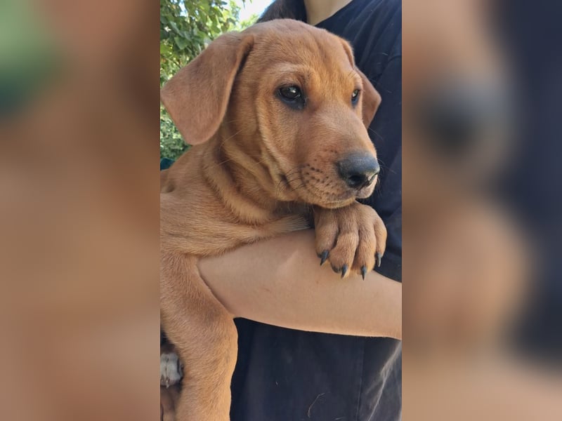 Zeus sucht ein Zuhause