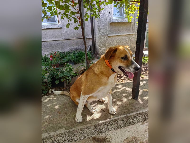 Bheja - seit 3 Jahren wartet sie auf ihre Familie :(