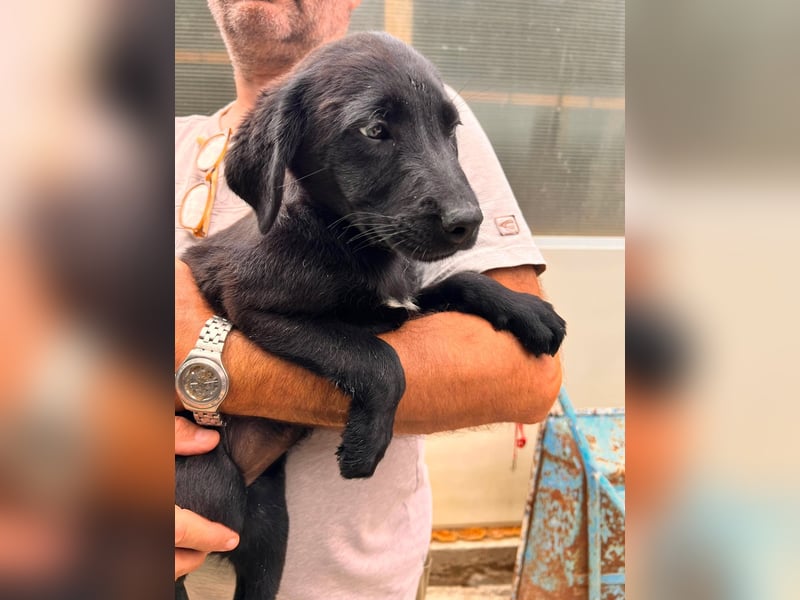 Dorelia - kleine Herzenshündin sucht ihren Platz