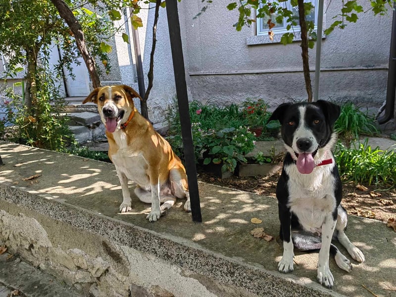 Bheja - seit 3 Jahren wartet sie auf ihre Familie :(