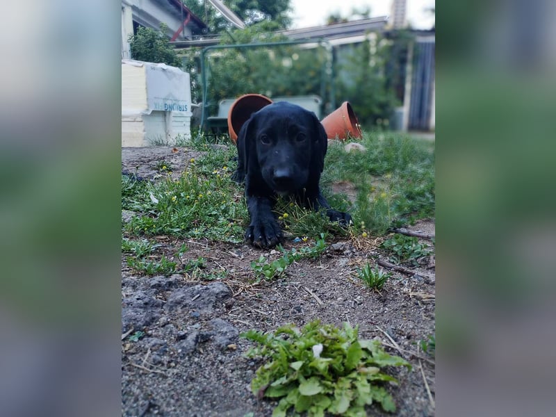Herra sucht ein Zuhause
