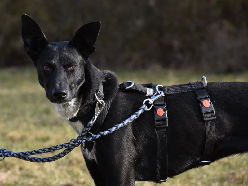 "Lucy", weiblich, Europäischer Schlittenhund, geb. ca. 2021, ca. 55 cm