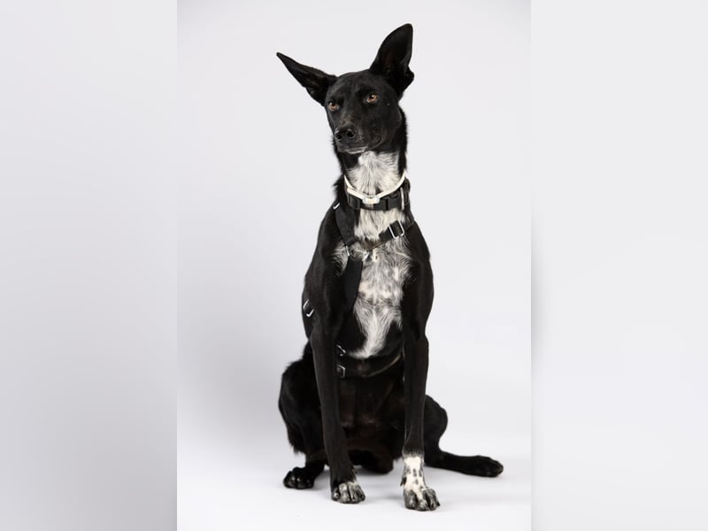 "Lucy", weiblich, Europäischer Schlittenhund, geb. ca. 2021, ca. 55 cm