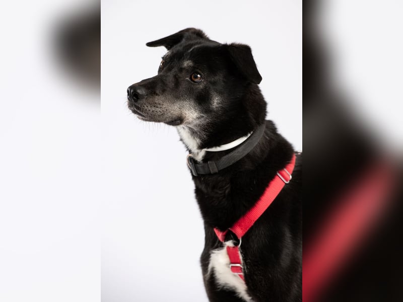 "Bart", männlich, kastriert, Europäischer Schlittenhund, geb. 2019, 60 cm