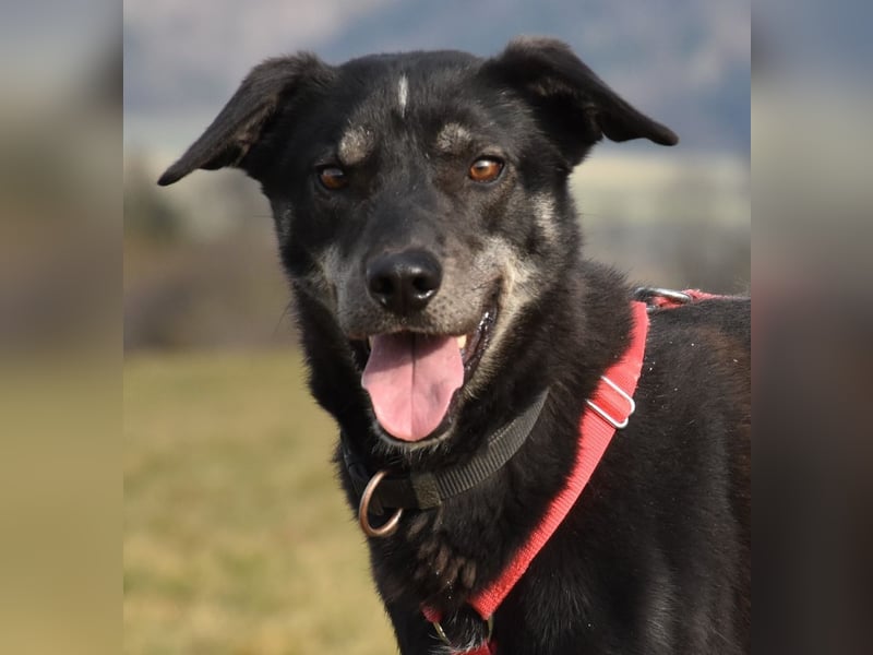 "Bart", männlich, kastriert, Europäischer Schlittenhund, geb. 2019, 60 cm