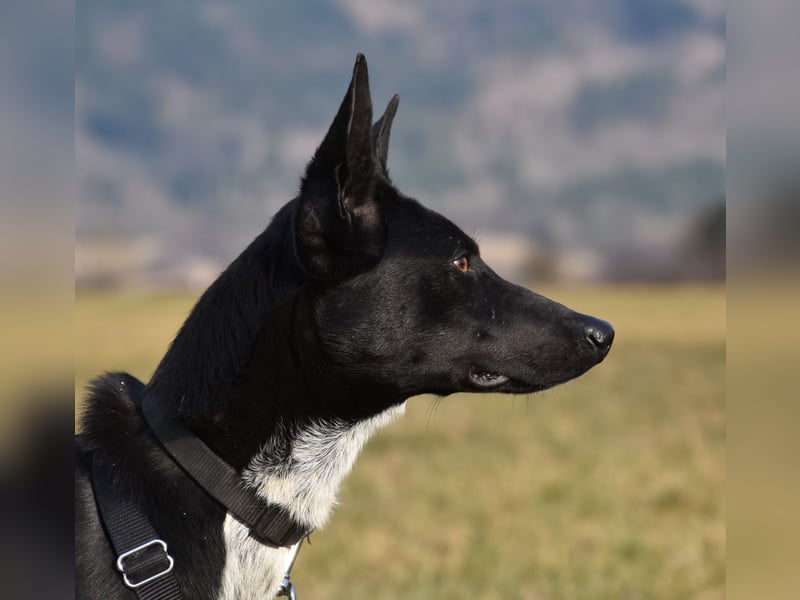 "Lucy", weiblich, Europäischer Schlittenhund, geb. ca. 2021, ca. 55 cm