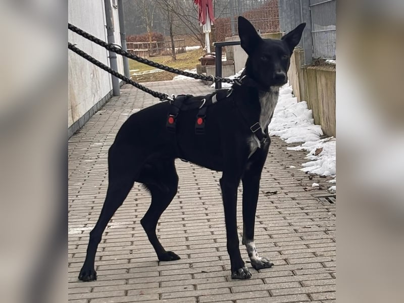 "Lucy", weiblich, Europäischer Schlittenhund, geb. ca. 2021, ca. 55 cm