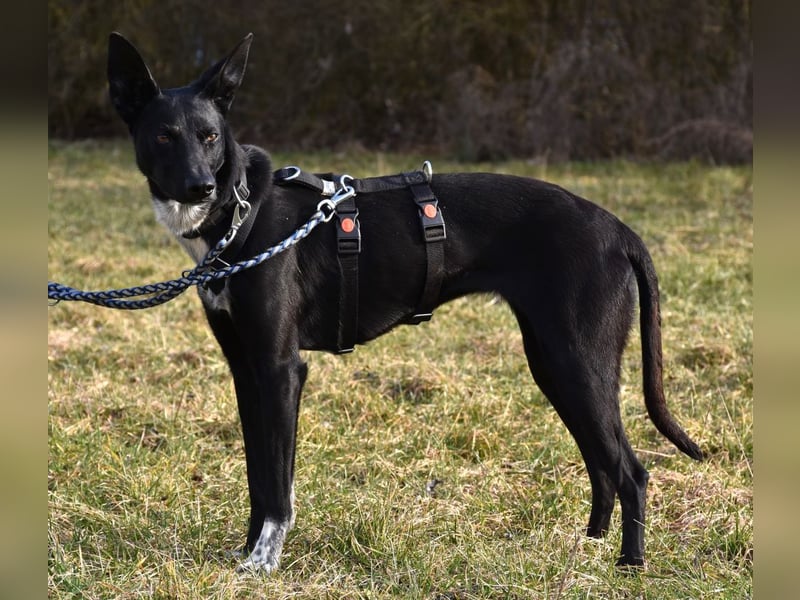 "Lucy", weiblich, Europäischer Schlittenhund, geb. ca. 2021, ca. 55 cm