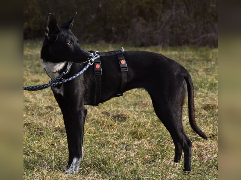 "Lucy", weiblich, Europäischer Schlittenhund, geb. ca. 2021, ca. 55 cm