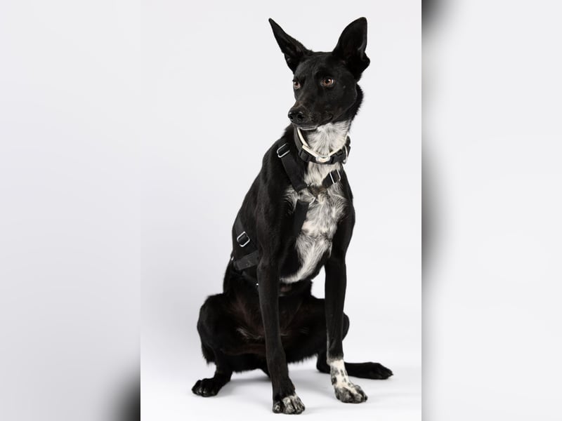 "Lucy", weiblich, Europäischer Schlittenhund, geb. ca. 2021, ca. 55 cm