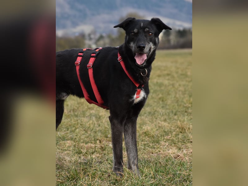 "Bart", männlich, kastriert, Europäischer Schlittenhund, geb. 2019, 60 cm