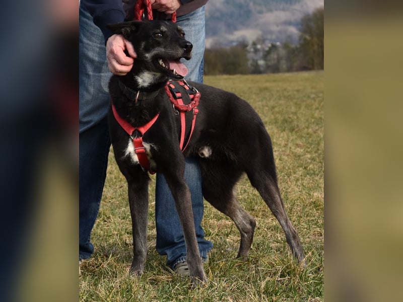 "Bart", männlich, kastriert, Europäischer Schlittenhund, geb. 2019, 60 cm
