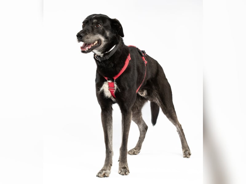 "Bart", männlich, kastriert, Europäischer Schlittenhund, geb. 2019, 60 cm