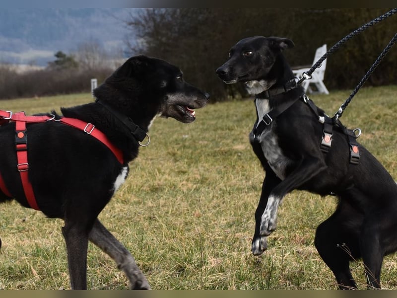 "Lucy", weiblich, Europäischer Schlittenhund, geb. ca. 2021, ca. 55 cm