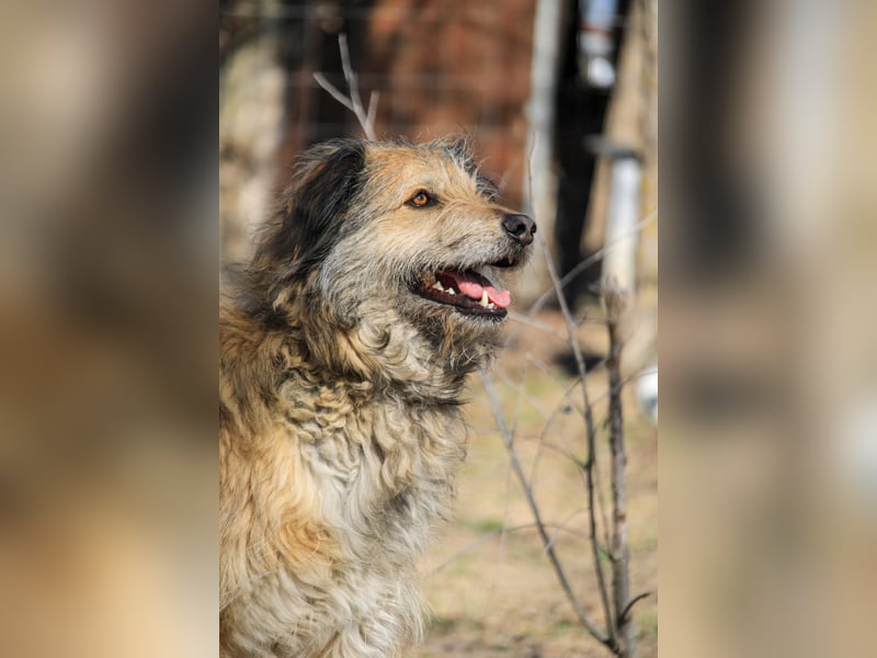 Aky sucht ländliches Zuhause!