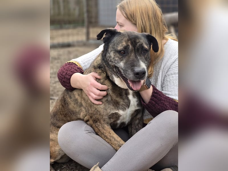 Tigris sucht gemütliches Sofa!