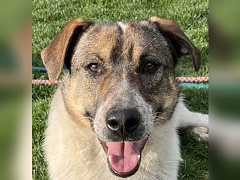 Hübsche Olive sucht ihr eigenes Körbchen