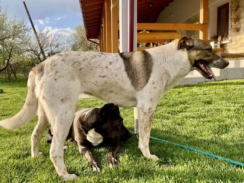 Hübsche Olive sucht ihr eigenes Körbchen