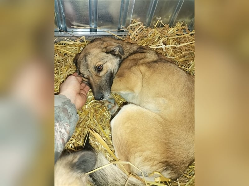 Zahra sucht ihr Daheim