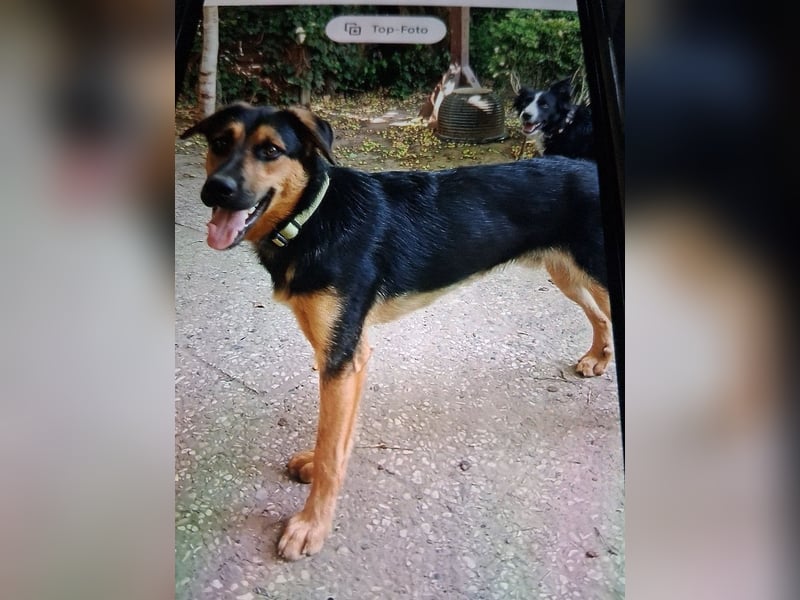 Shollie "Max" (Kastanienfarbener Schäferhund-Border-Collie-Mix); männlich; 21 Monate alt