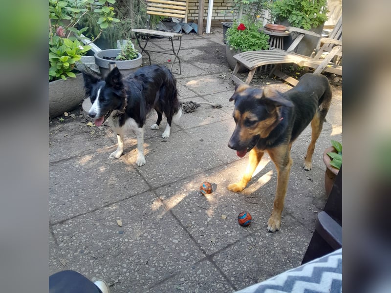 Shollie "Max" (Kastanienfarbener Schäferhund-Border-Collie-Mix); männlich; 21 Monate alt