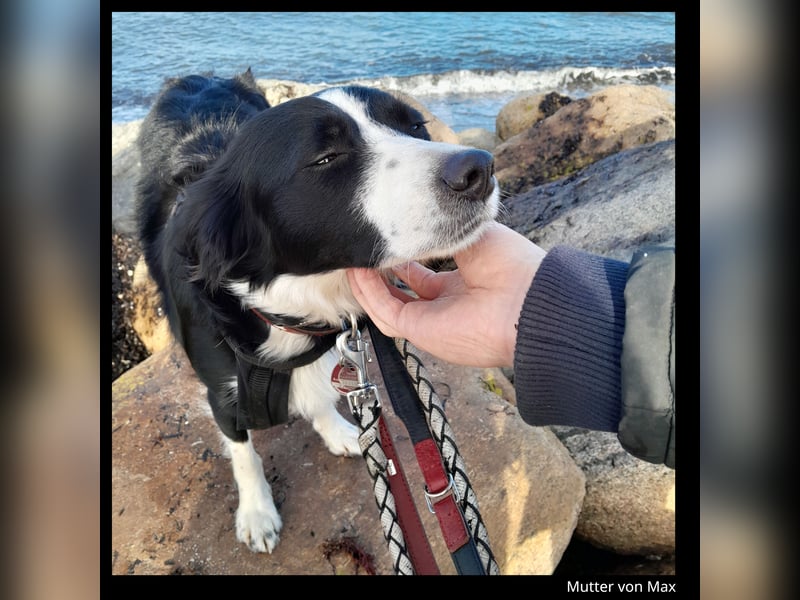 Shollie "Max" (Kastanienfarbener Schäferhund-Border-Collie-Mix); männlich; 21 Monate alt