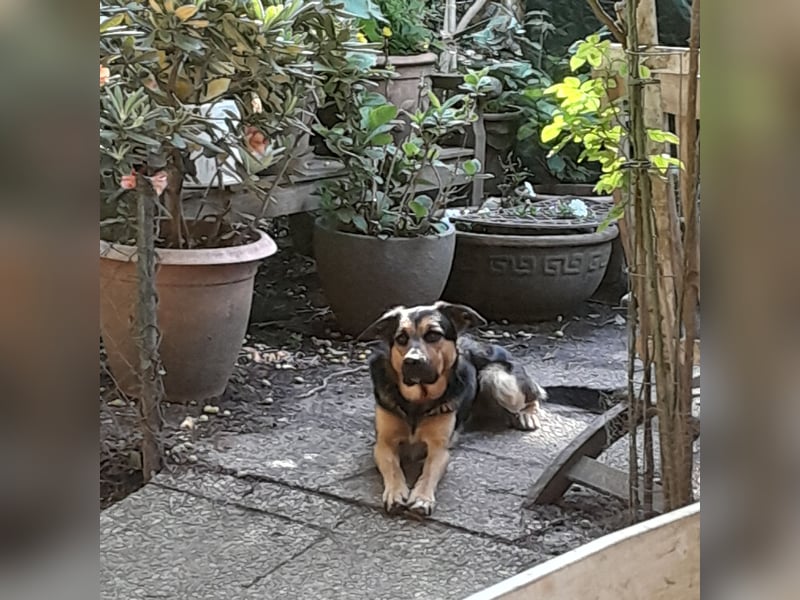 Shollie "Max" (Kastanienfarbener Schäferhund-Border-Collie-Mix); männlich; 21 Monate alt