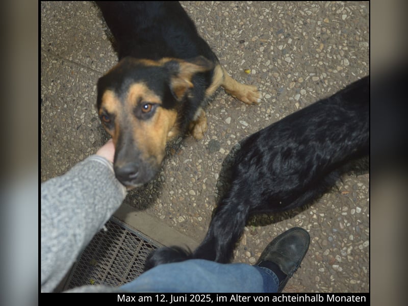 Shollie "Max" (Kastanienfarbener Schäferhund-Border-Collie-Mix); männlich; 21 Monate alt