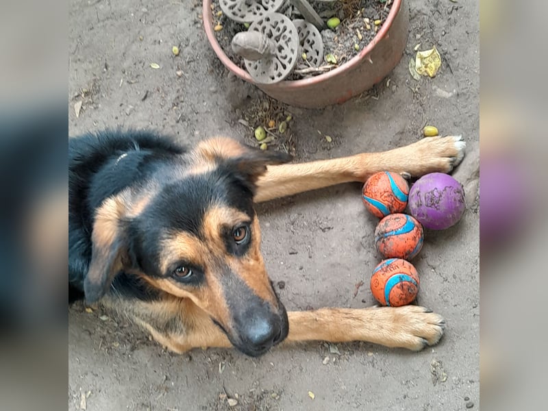 Shollie "Max" (Kastanienfarbener Schäferhund-Border-Collie-Mix); männlich; 21 Monate alt