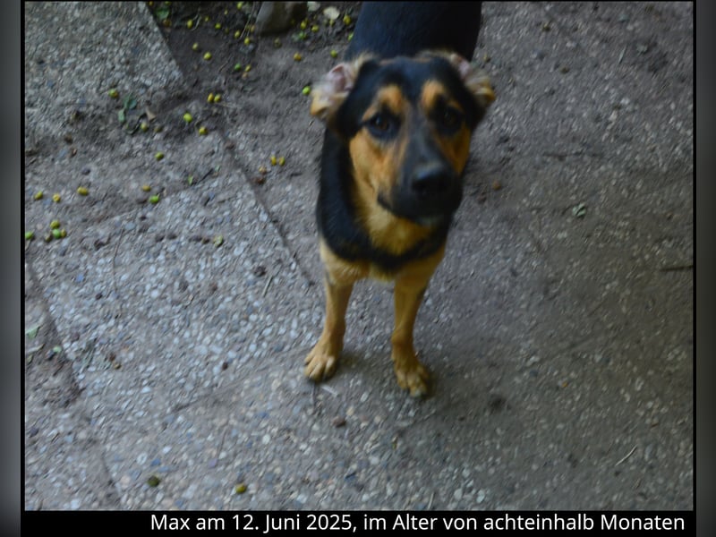 Shollie "Max" (Kastanienfarbener Schäferhund-Border-Collie-Mix); männlich; 21 Monate alt