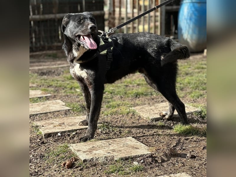 ALEX (*2022) sucht ein liebevolles Zuhause