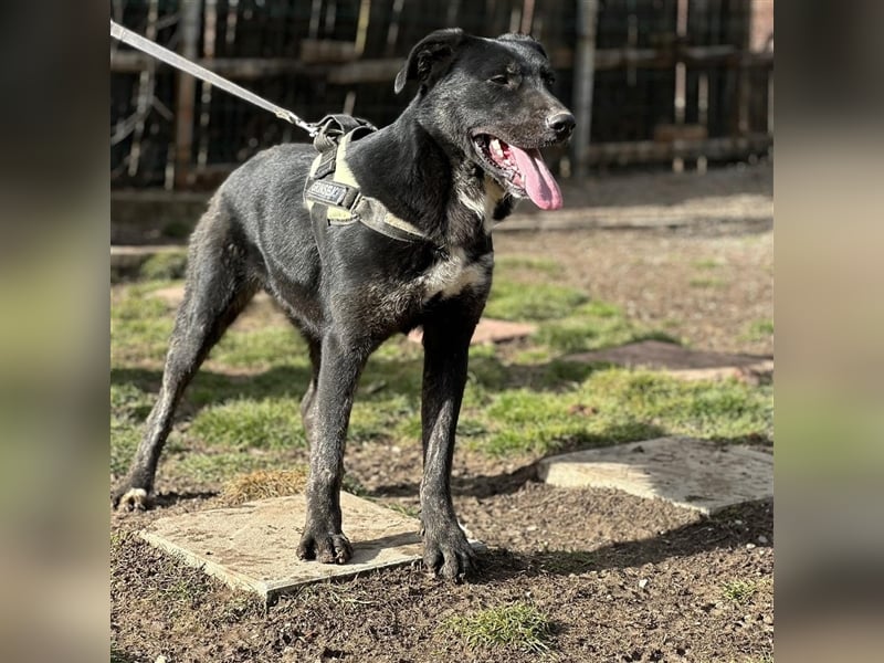 ALEX (*2022) sucht ein liebevolles Zuhause