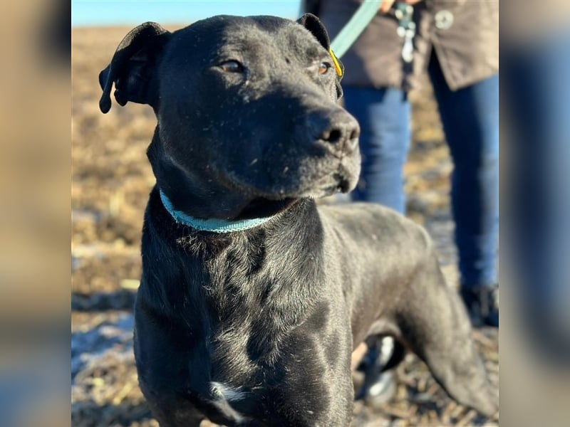 BRUNO (*2018) möchte endlich glücklich sein