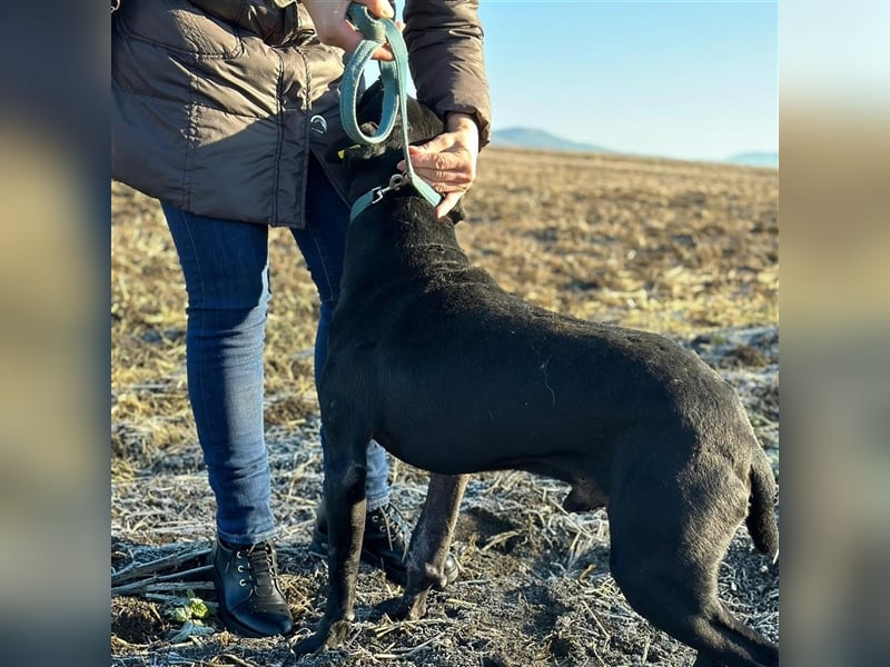 BRUNO (*2018) möchte endlich glücklich sein