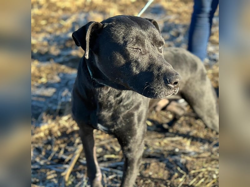 BRUNO (*2018) möchte endlich glücklich sein