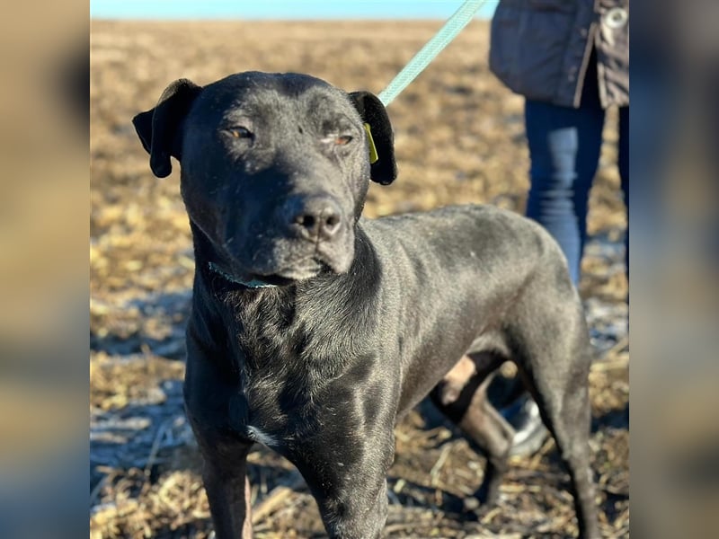 BRUNO (*2018) möchte endlich glücklich sein